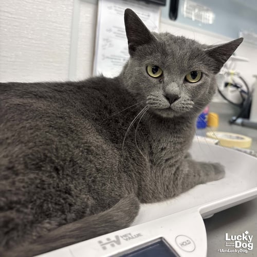 GRACIE - Domestic Short Hair available for adoption