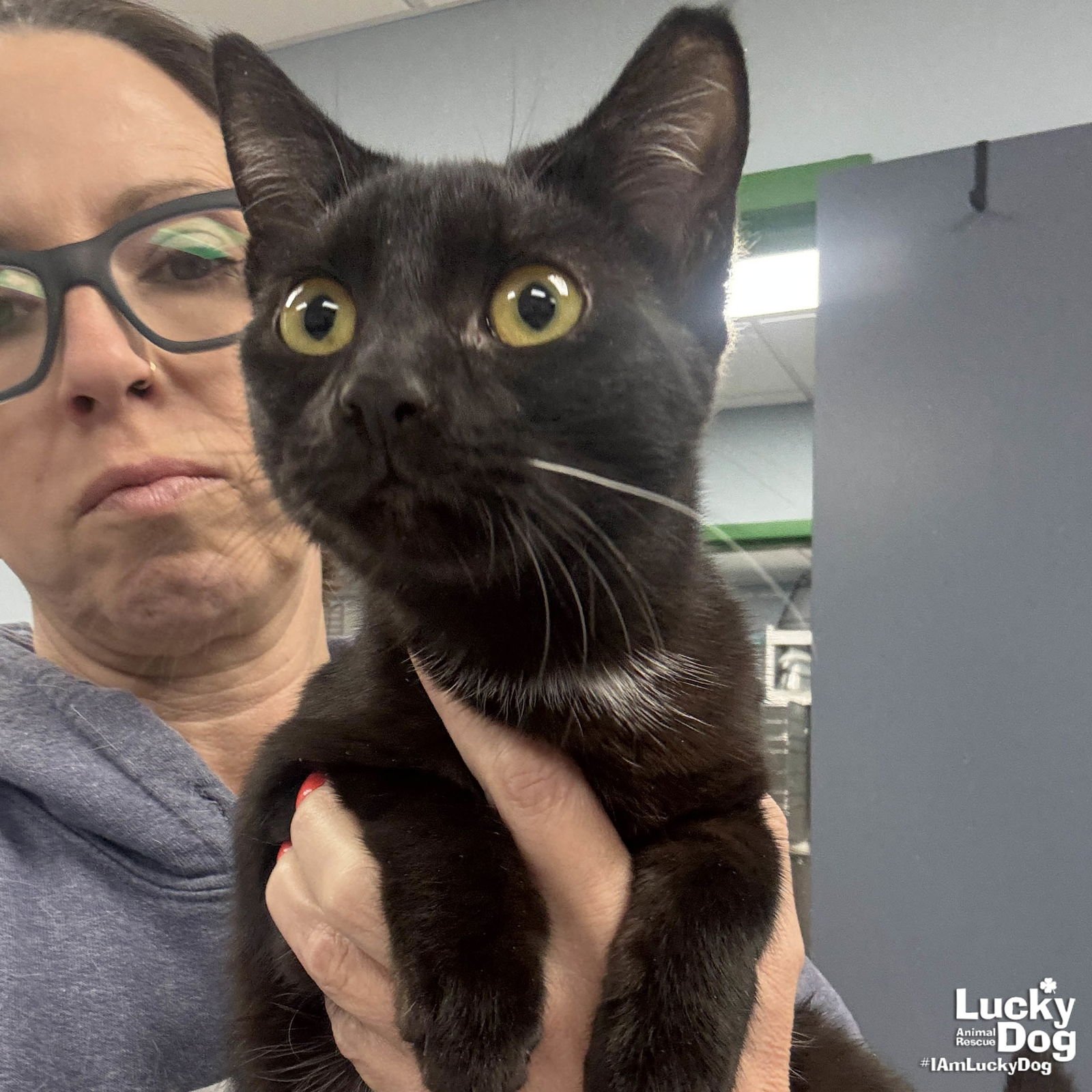 CARRIE - Domestic Short Hair available for adoption