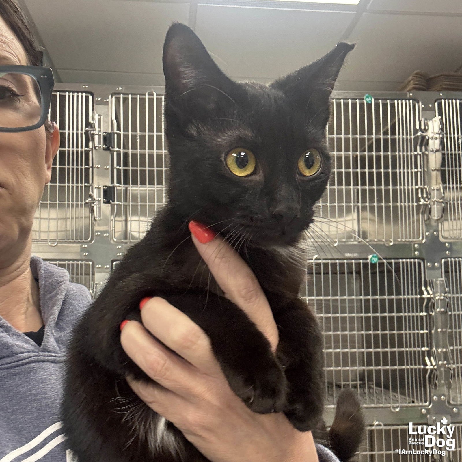 CARRIE - Domestic Short Hair available for adoption