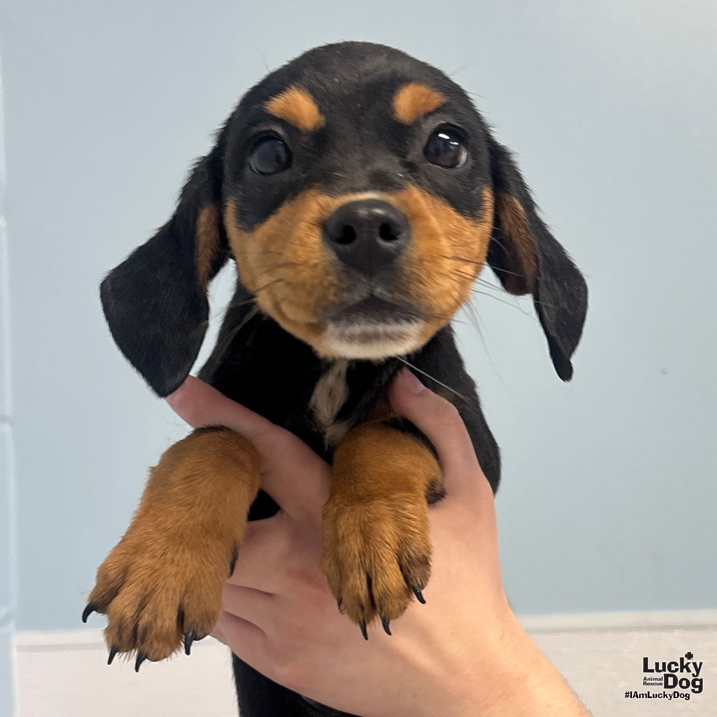 DOINK - Yorkshire Terrier Yorkie / Jack Russell Terrier available for adoption