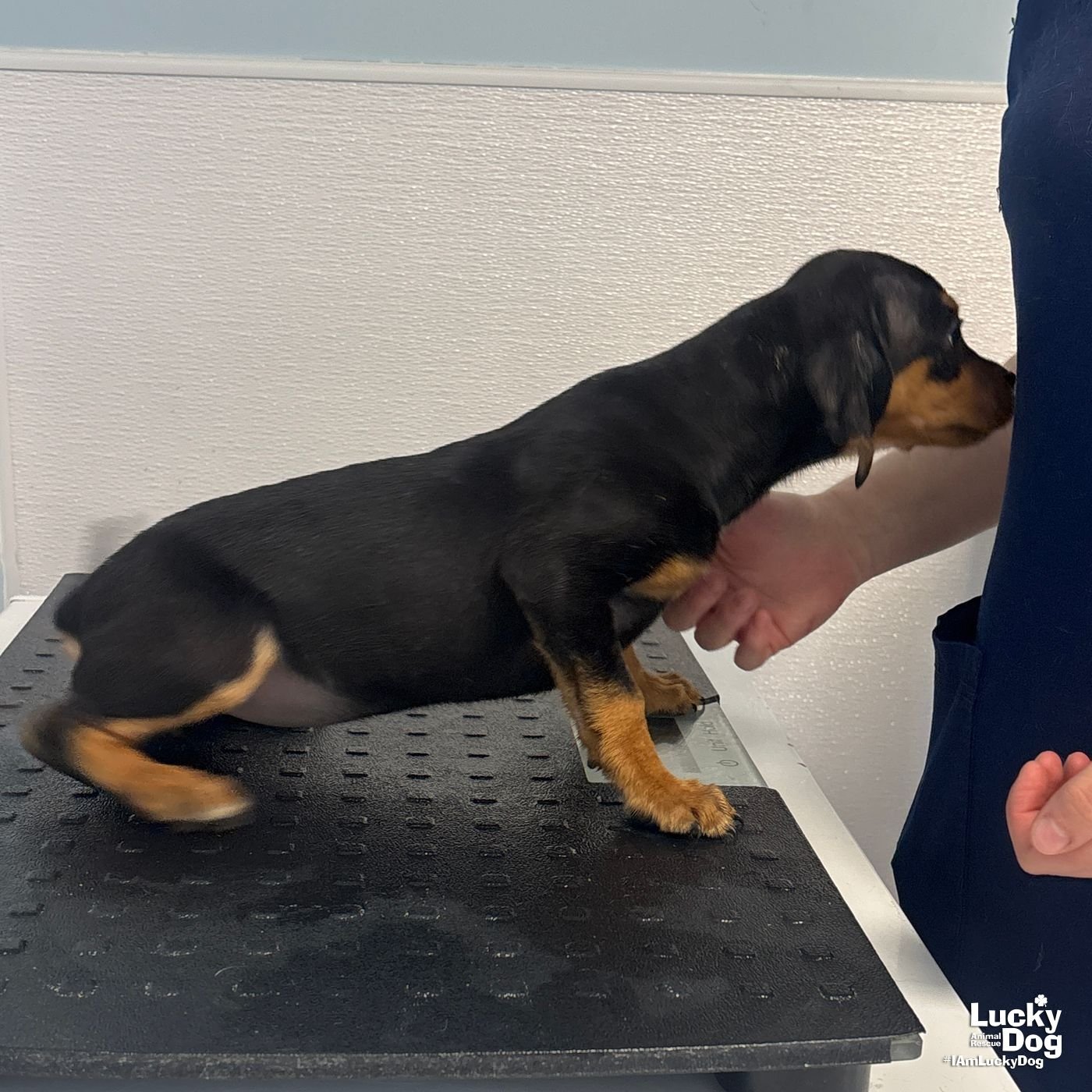 DOINK - Yorkshire Terrier Yorkie / Jack Russell Terrier available for adoption