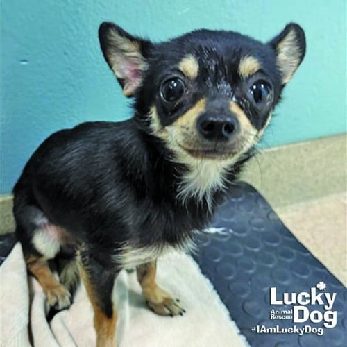 CHAPO - Chihuahua available for adoption