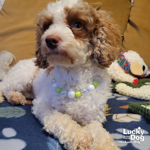 BITTY - Poodle (unknown type) available for adoption