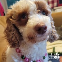 Bitty - Photo 3