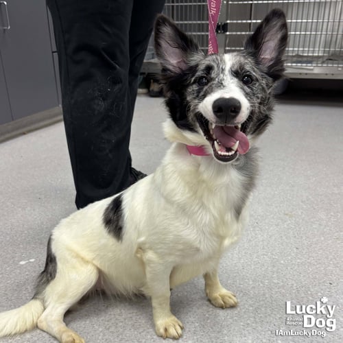 MAGENTA - Corgi available for adoption