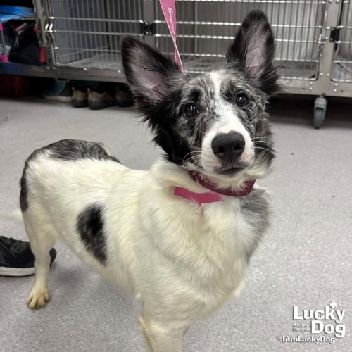 MAGENTA - Corgi available for adoption