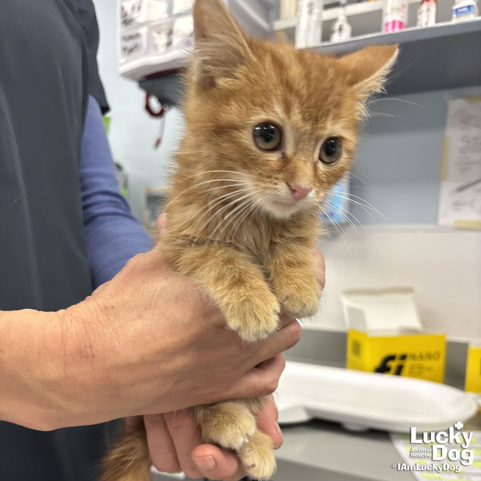 SHRIMP - Domestic Short Hair available for adoption