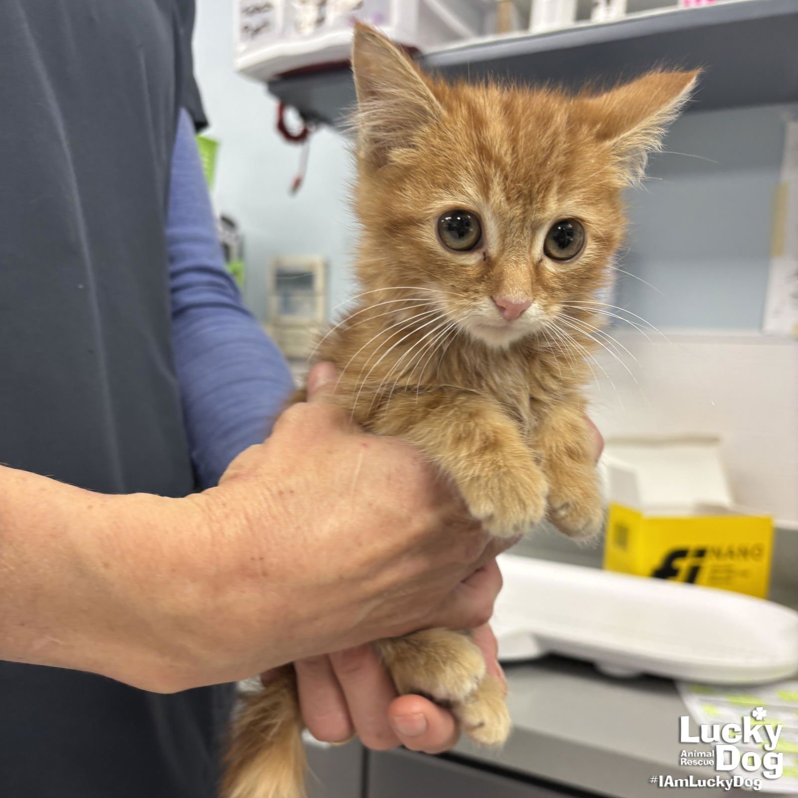 SHRIMP - Domestic Short Hair available for adoption