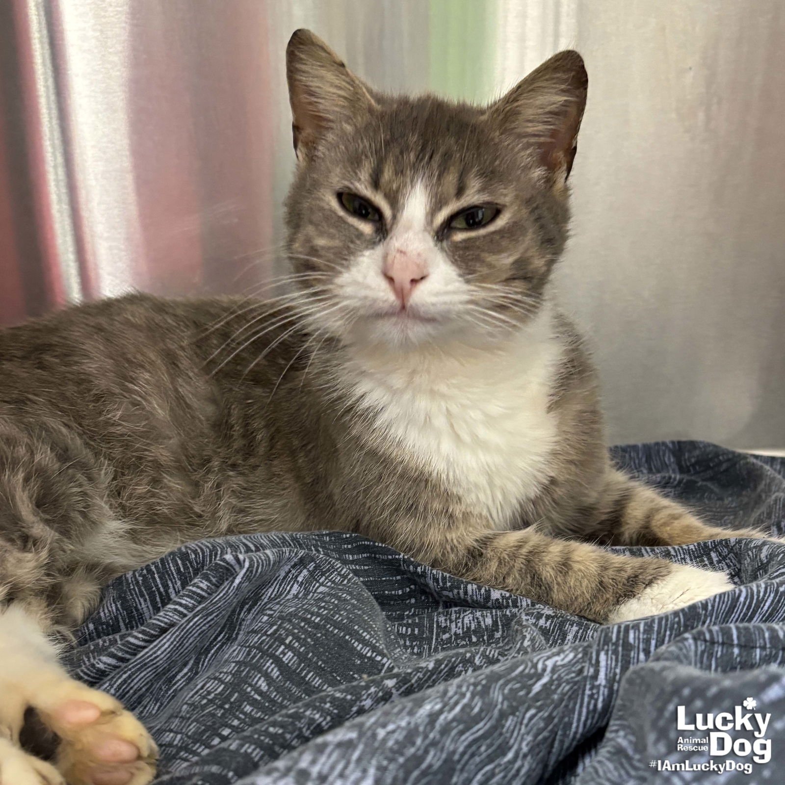 TOMMY GIRL - Domestic Short Hair available for adoption