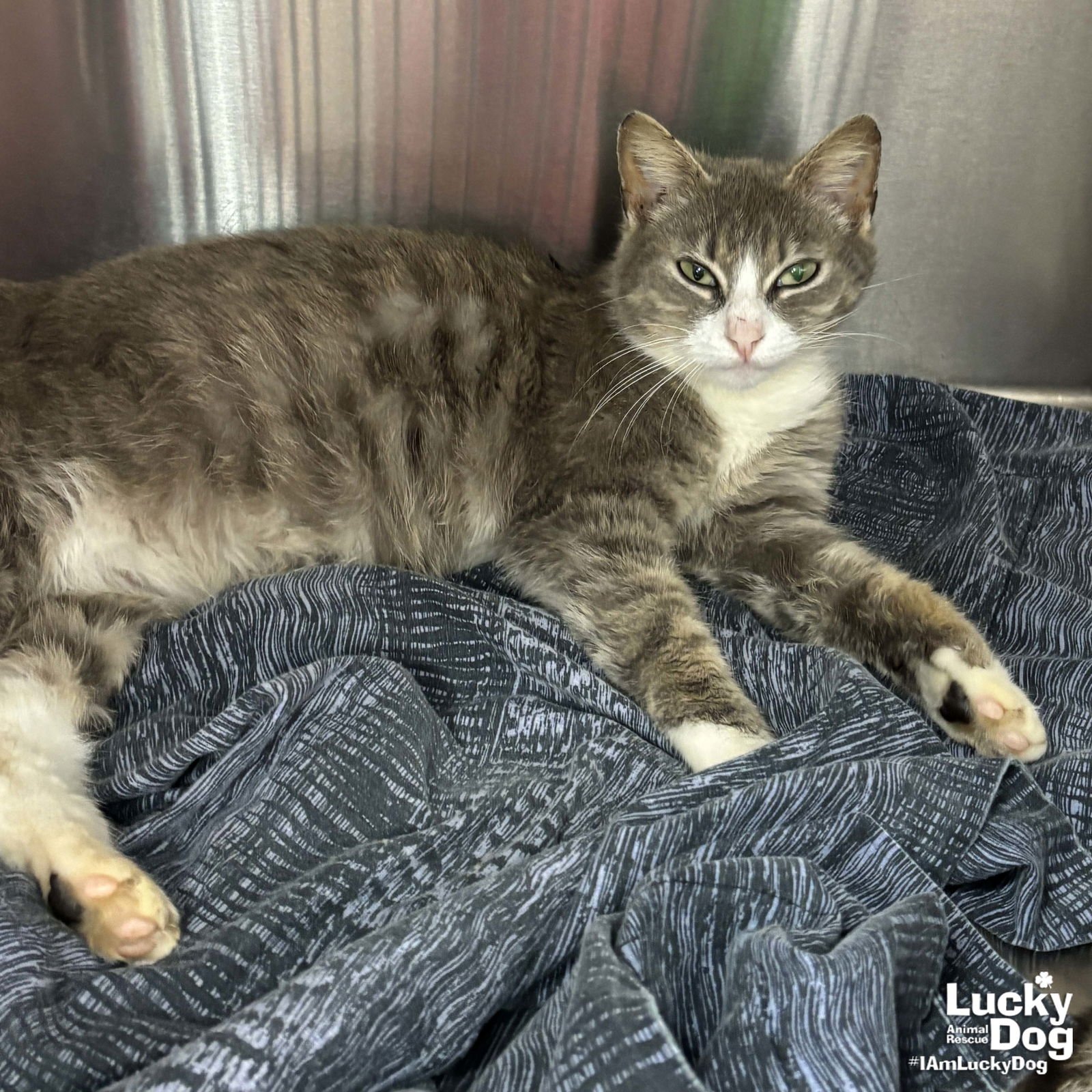 TOMMY GIRL - Domestic Short Hair available for adoption