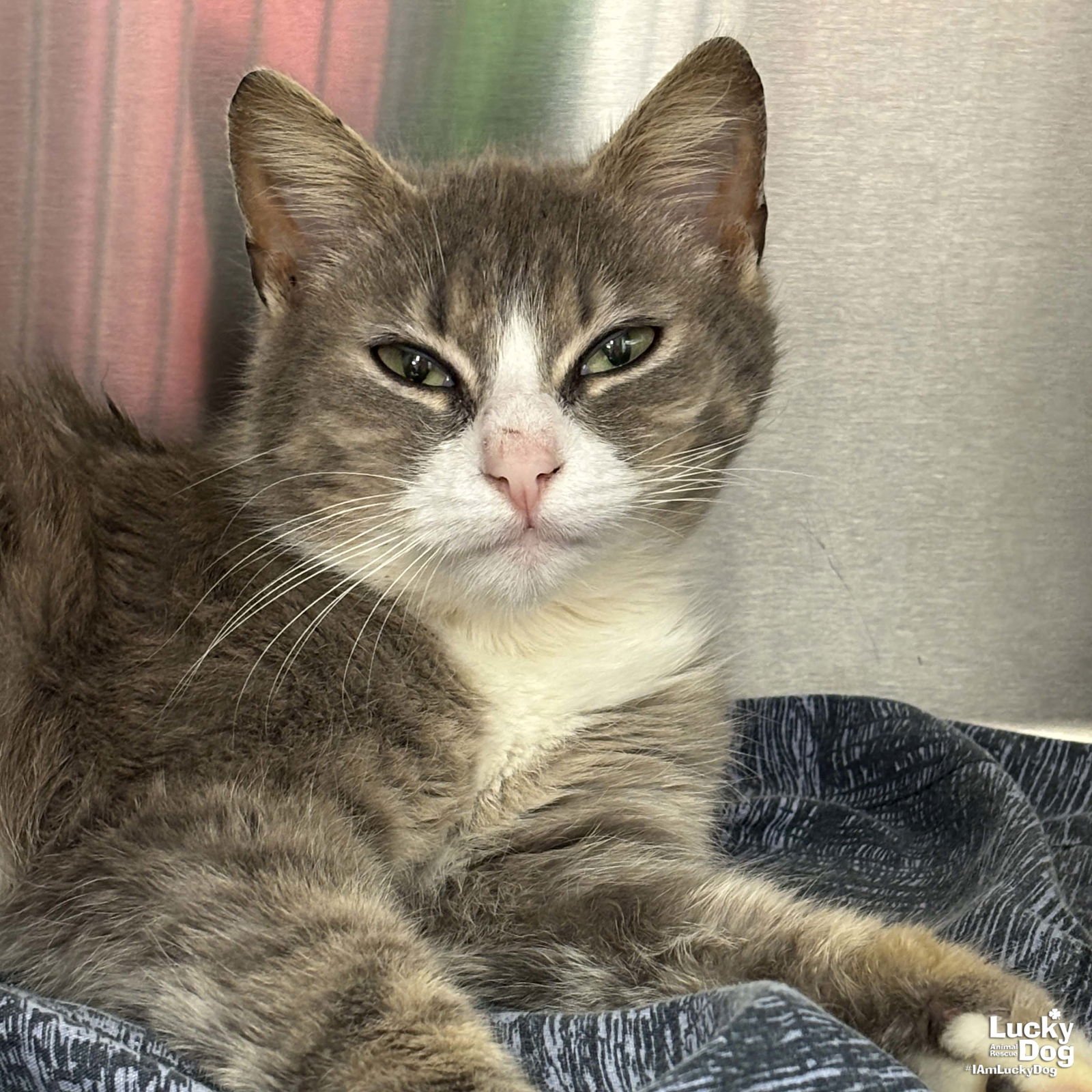 Tommy Girl - Photo 3