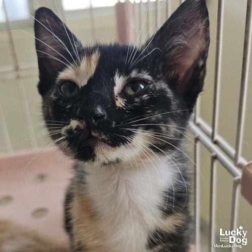 GEX - Domestic Short Hair available for adoption