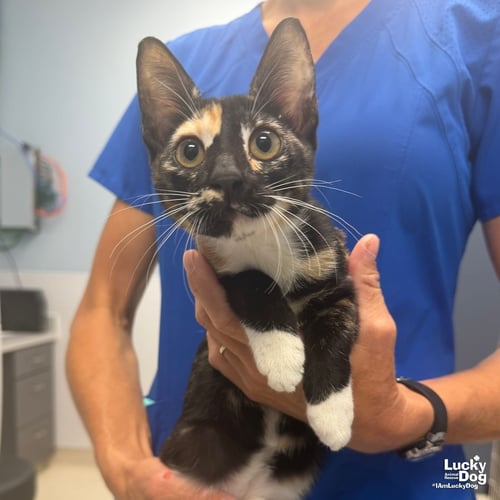 GEX - Domestic Short Hair available for adoption