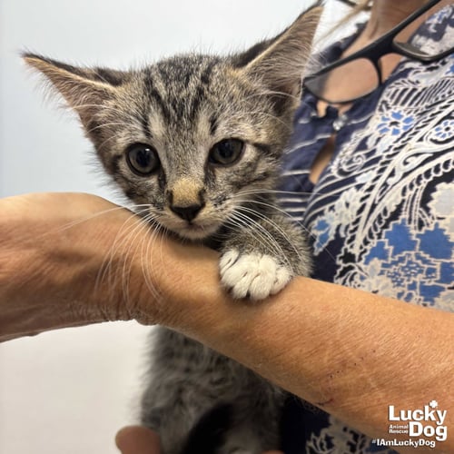 BAILEE - Domestic Short Hair / Tabby available for adoption