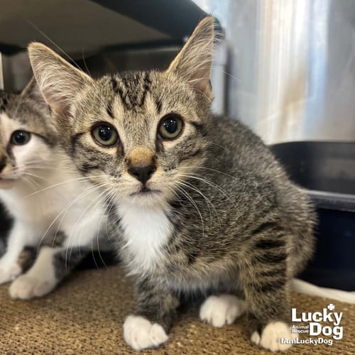 BAILEE - Domestic Short Hair / Tabby available for adoption