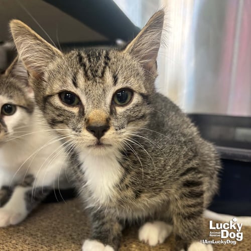 BAILEE - Domestic Short Hair / Tabby available for adoption