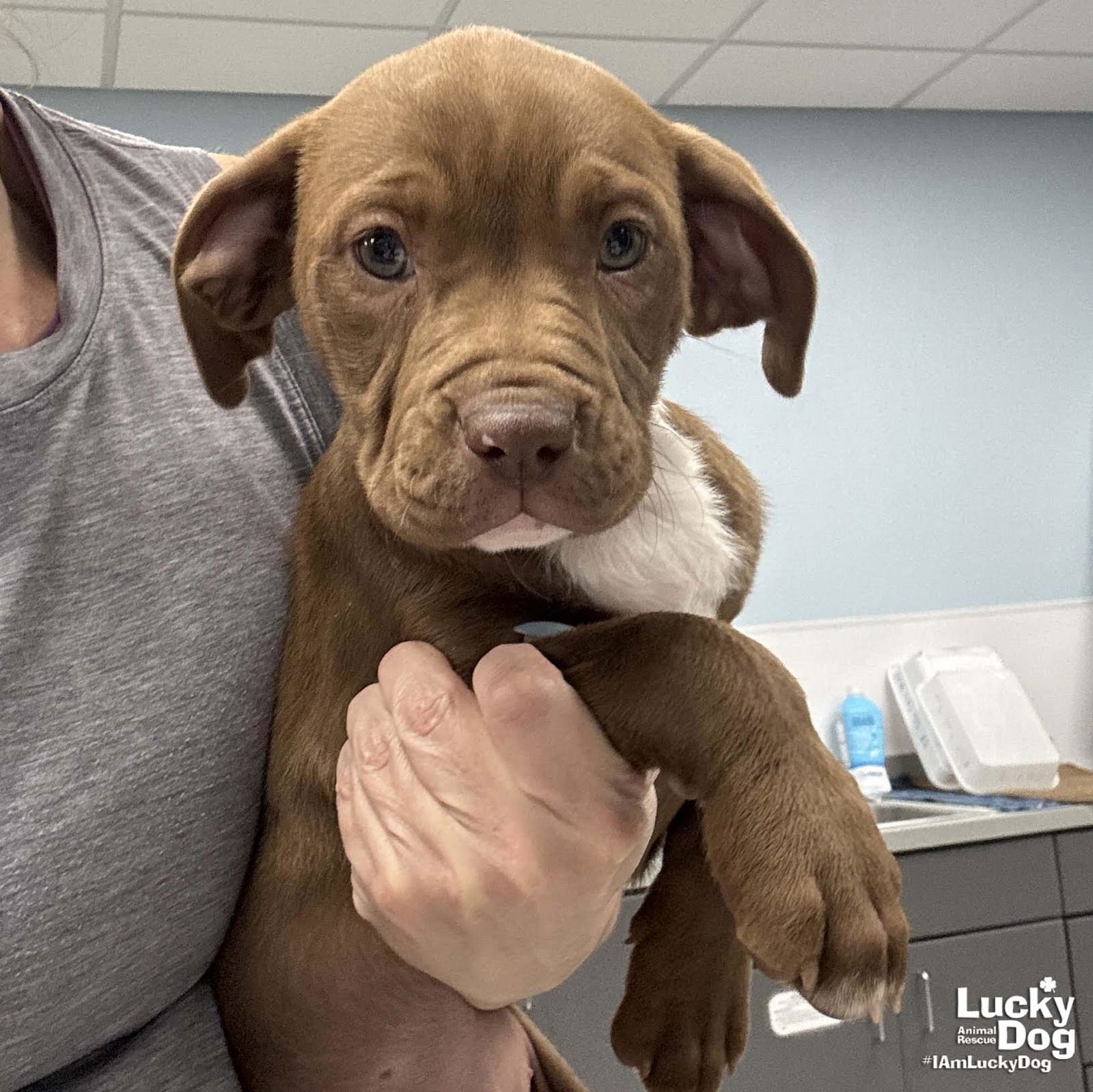 MILLY - Labrador Retriever / Terrier available for adoption