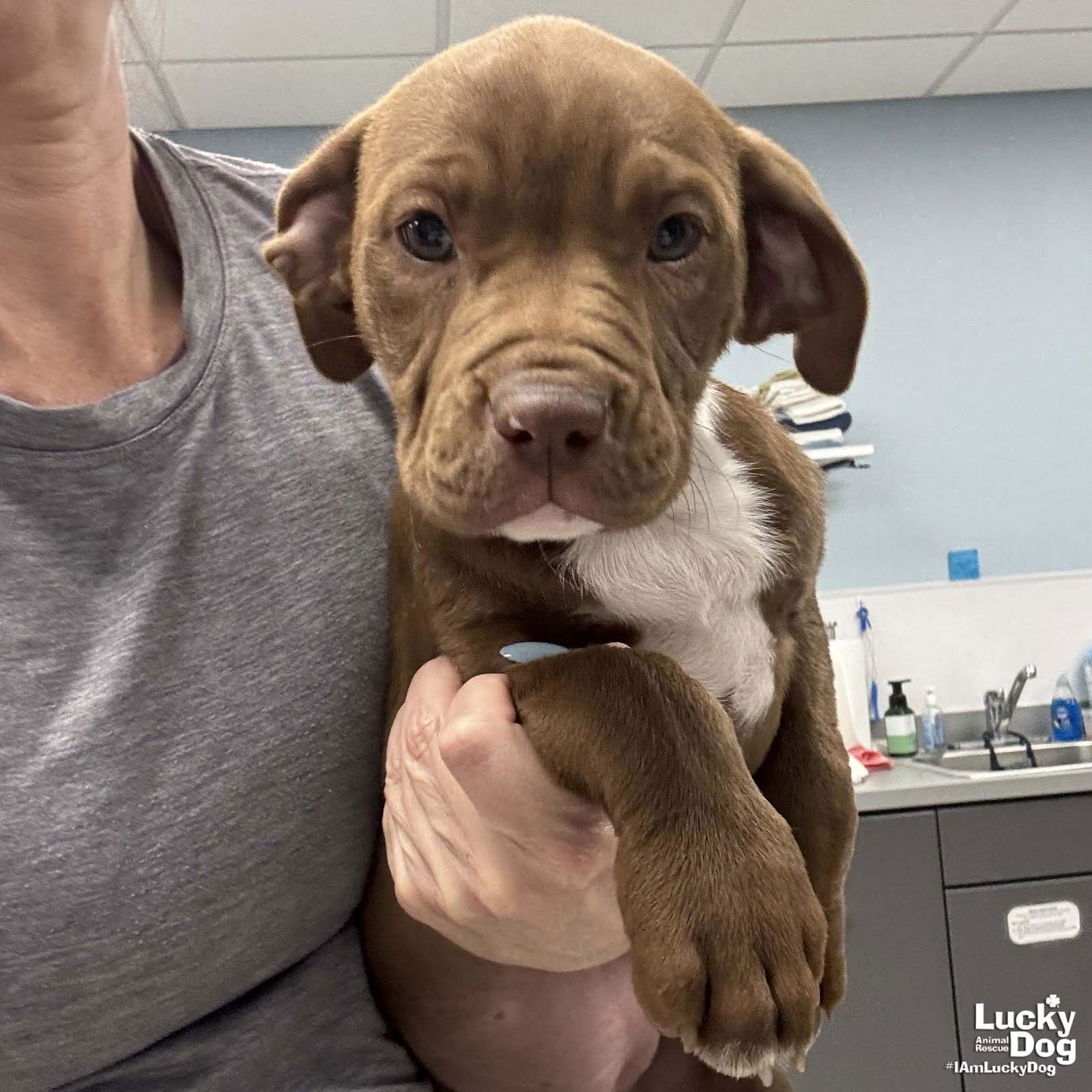 MILLY - Labrador Retriever / Terrier available for adoption