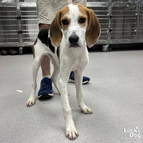 RIVER - Hound available for adoption