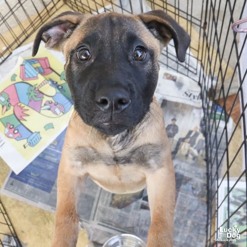 ROCKO - Shepherd available for adoption