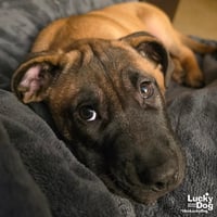 Rocko - Photo 4