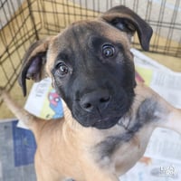 Rocko - Photo 2