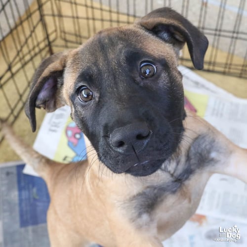 ROCKO - Shepherd available for adoption