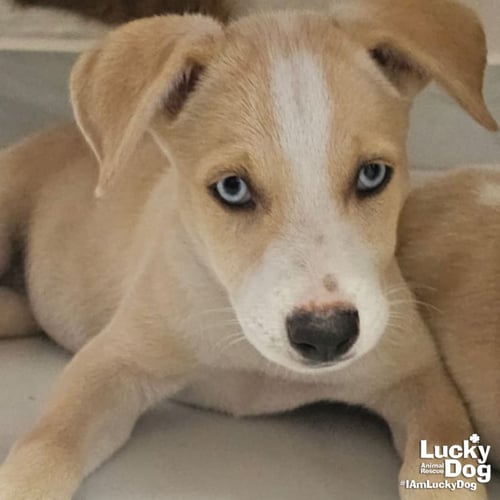 IVES - Australian Shepherd / Cattle Dog available for adoption