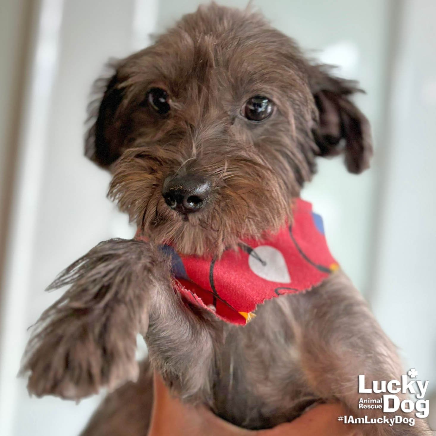 FICO - Yorkshire Terrier Yorkie available for adoption