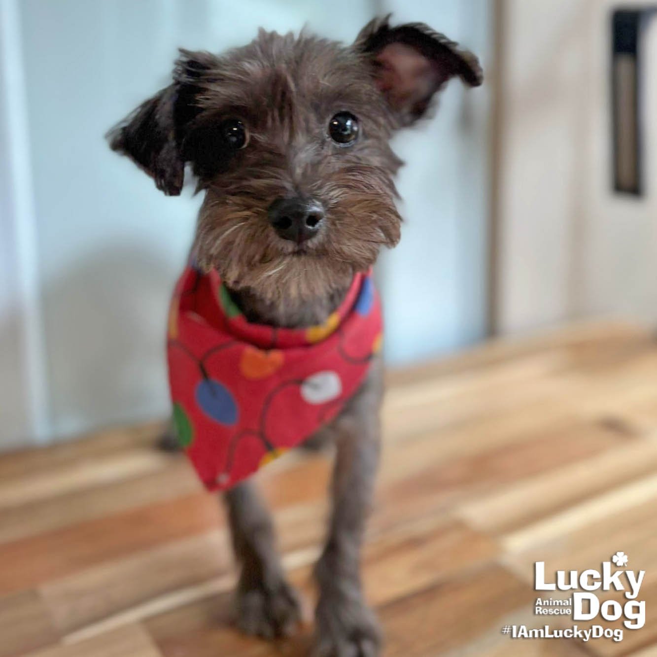 FICO - Yorkshire Terrier Yorkie available for adoption