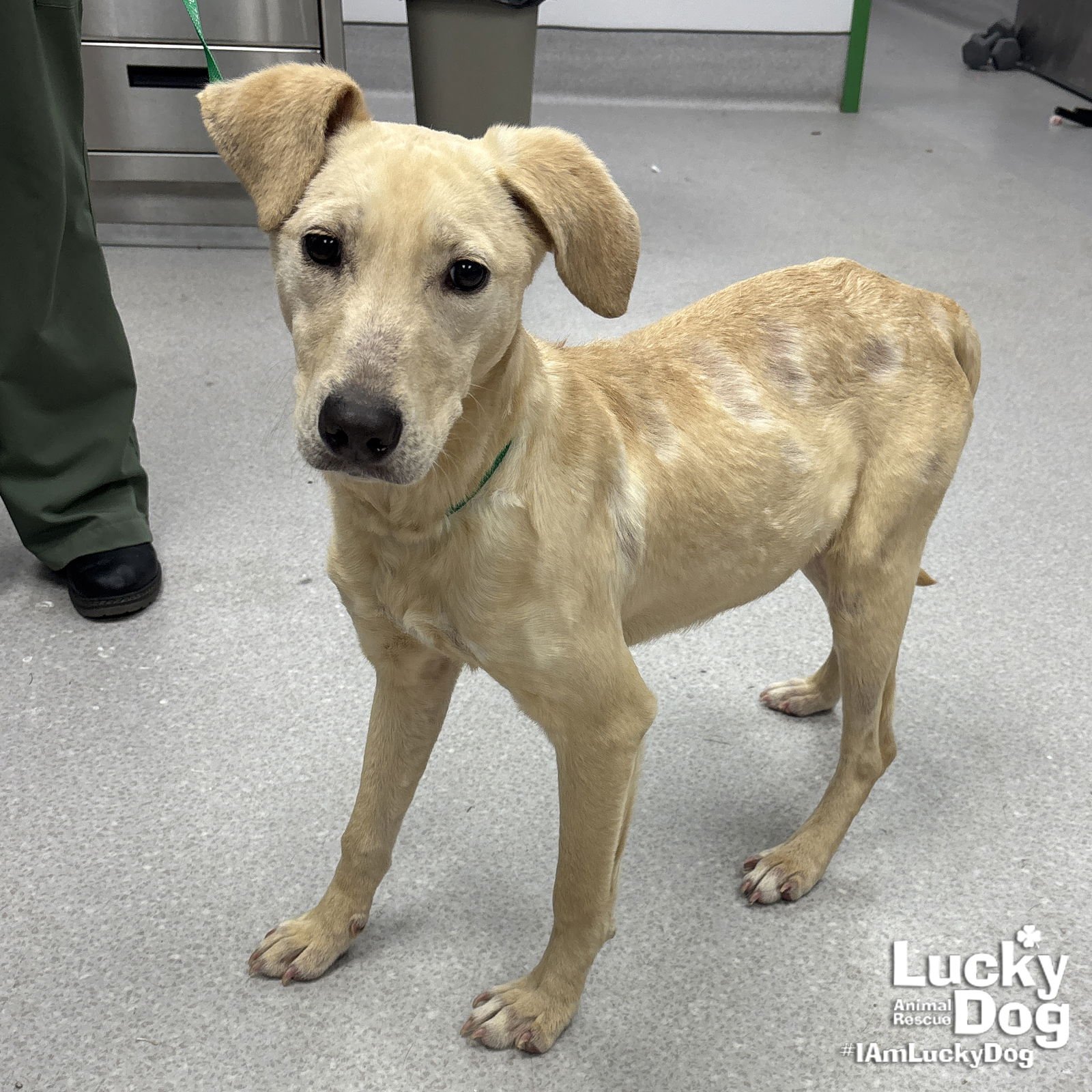BRANDI - Labrador Retriever / Retriever available for adoption