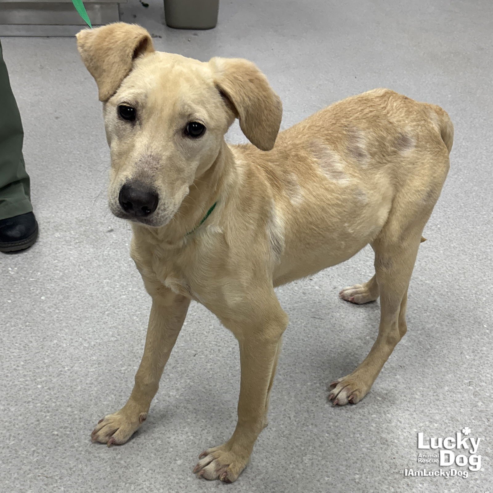 BRANDI - Labrador Retriever / Retriever available for adoption