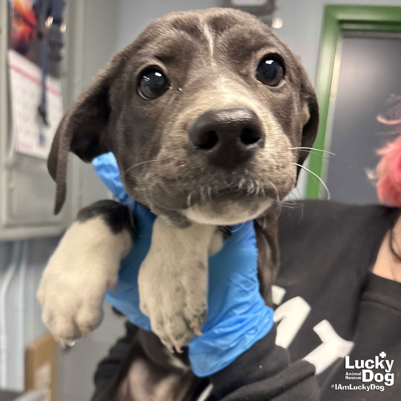 ANNIE - Shepherd / Labrador Retriever available for adoption