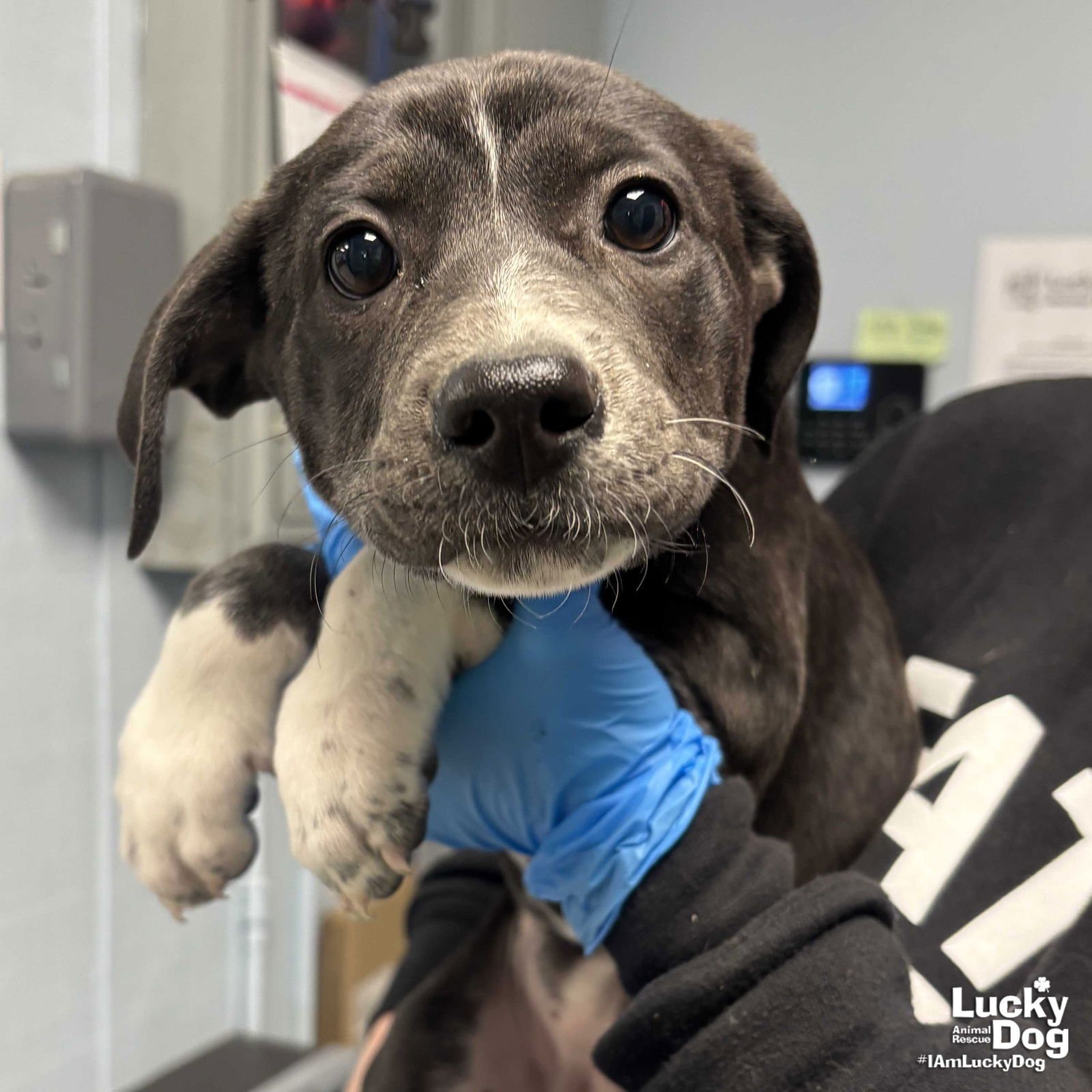 ANNIE - Shepherd / Labrador Retriever available for adoption