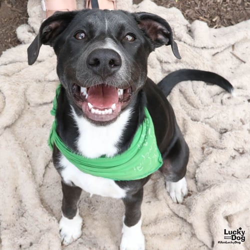 ANNIE - Shepherd / Labrador Retriever available for adoption
