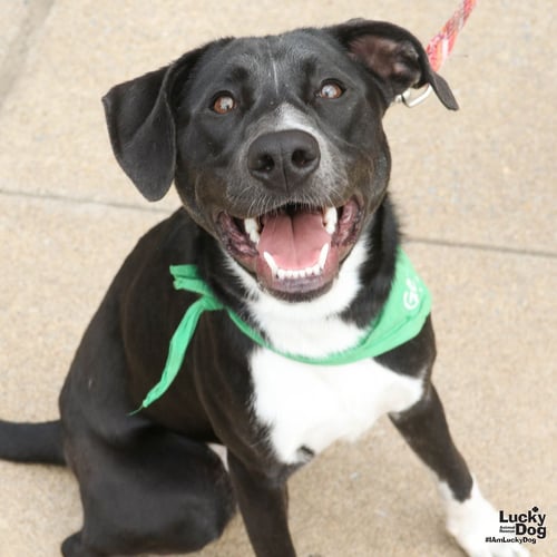 ANNIE - Shepherd / Labrador Retriever available for adoption