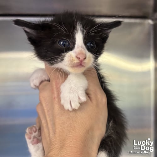 ARNOLD - Domestic Short Hair available for adoption