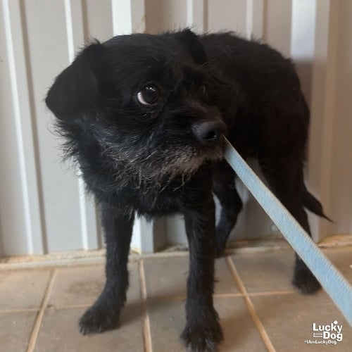 LIAM - Schnauzer / Terrier available for adoption