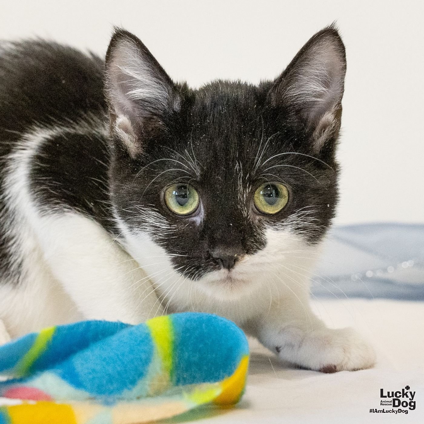 FELICIA - Domestic Medium Hair available for adoption