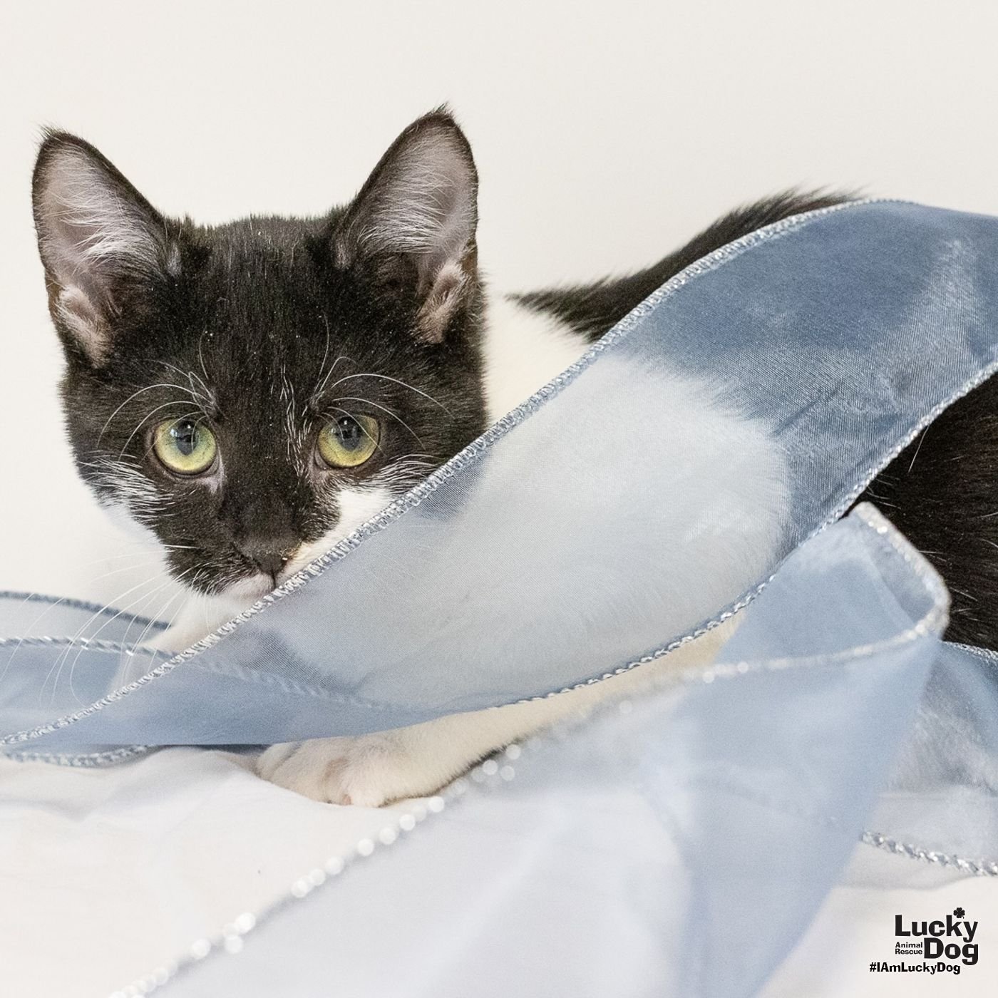 FELICIA - Domestic Medium Hair available for adoption