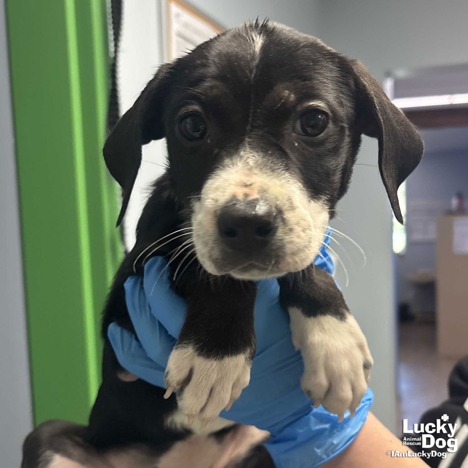 ASPEN - Shepherd / Labrador Retriever available for adoption