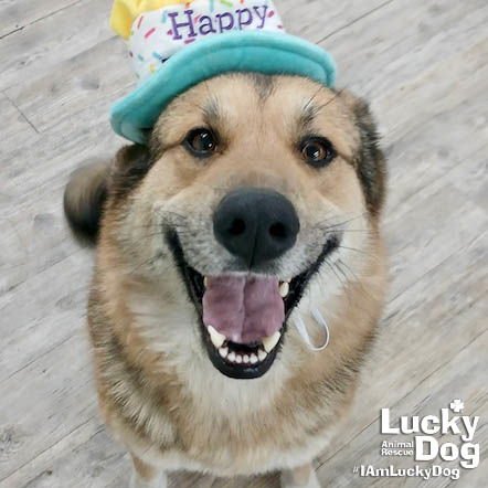 WRIGLEY - Shepherd available for adoption