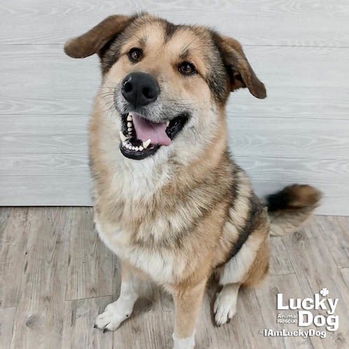 WRIGLEY - Shepherd available for adoption