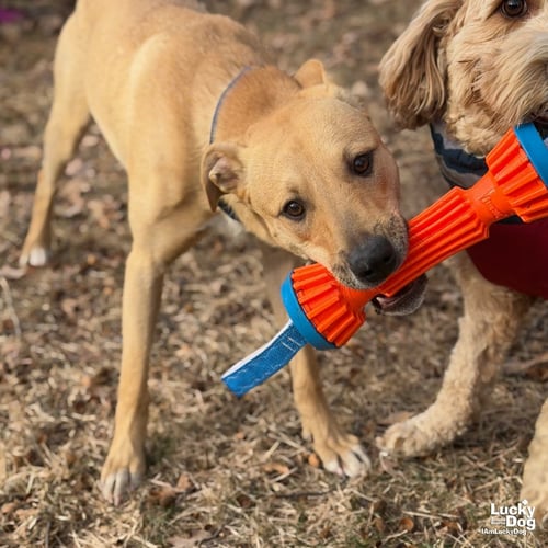 LUCA - Shepherd / Terrier available for adoption