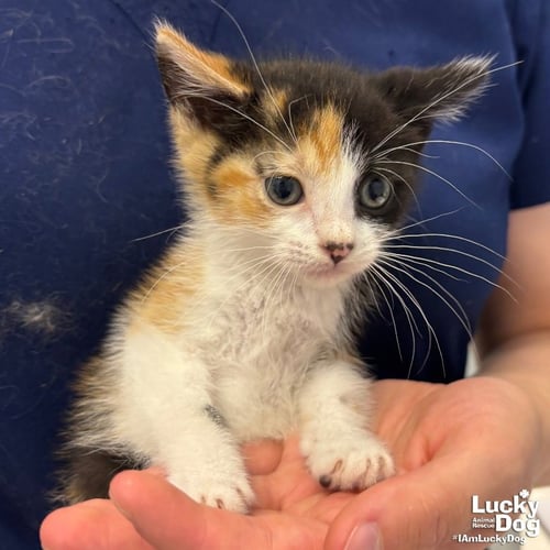 TAMARA - Domestic Short Hair available for adoption