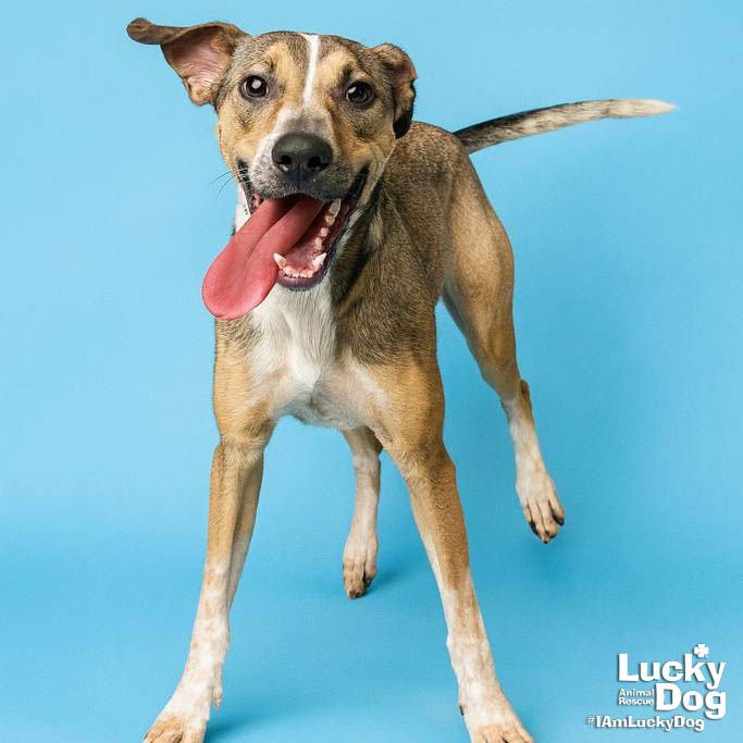 FIZZ - Shepherd available for adoption