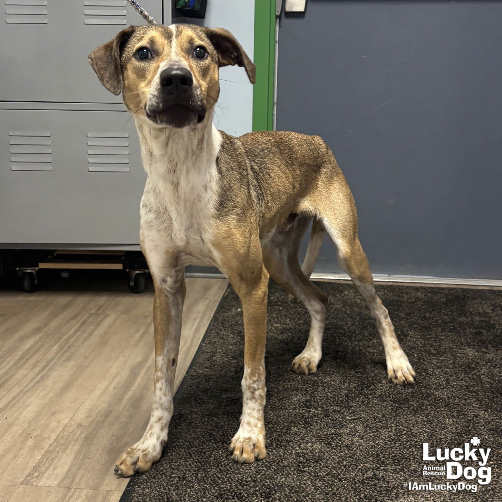 FIZZ - Shepherd available for adoption