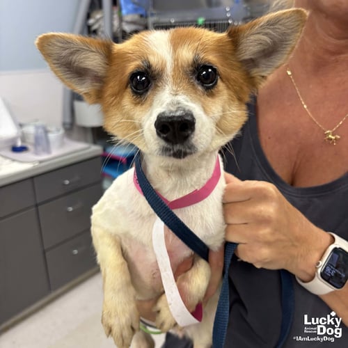SPRUCE - Corgi available for adoption