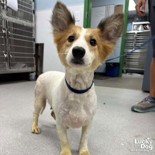 SPRUCE - Corgi available for adoption