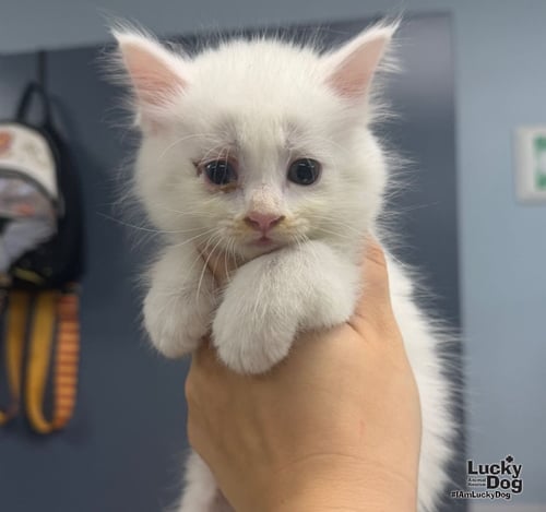 ELECTRA - Domestic Short Hair available for adoption